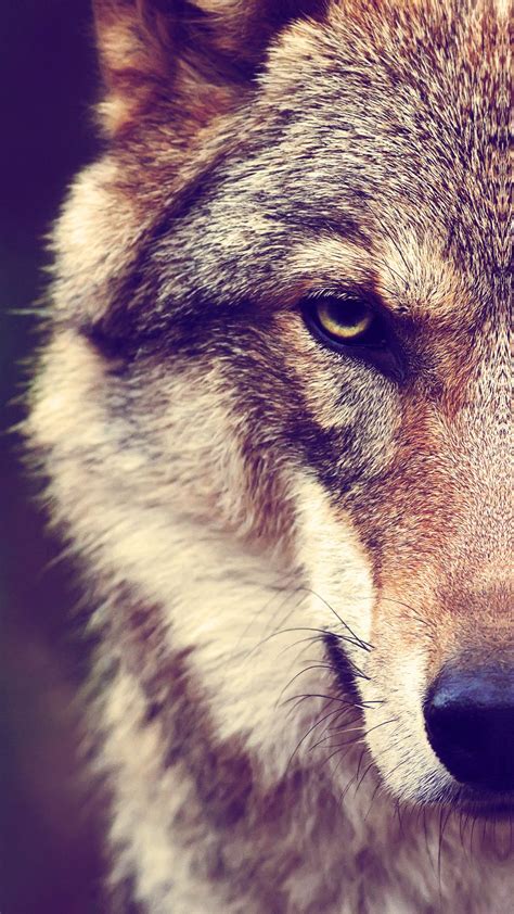Wolf iPhone Wallpapers - Top Free Wolf iPhone Backgrounds - WallpaperAccess