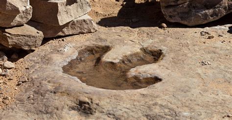 Google Image Result for https://www.nhm.ac.uk/content/dam/nhmwww/discover/dinosaur-tracks/dino ...