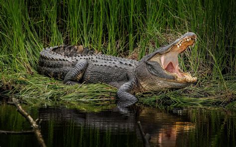 Florida Swamp Wallpaper #ihw | Kenikin | Crocodile animal, Alligator ...