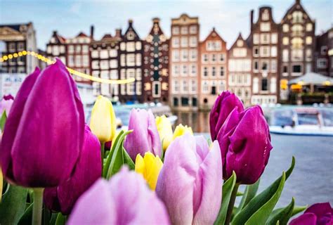 Tulips in Amsterdam. Guide to seeing the iconic fields and more