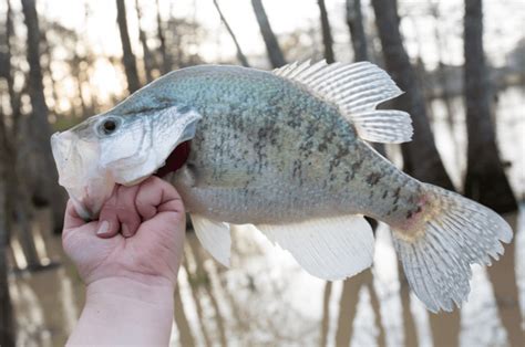 Black Vs White Crappie: Key Differences Explained