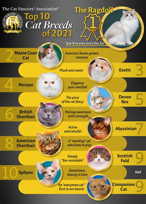 The Top 10 most popular cat breeds in the world - mlive.com