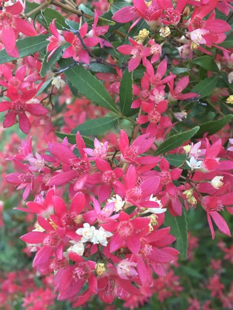 The Christmas Bush and the Mystery of Christmas: Australian Natural Contemplation