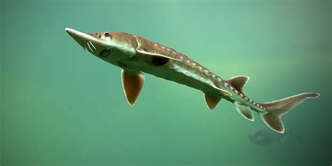 Lake Sturgeon | National Wildlife Federation