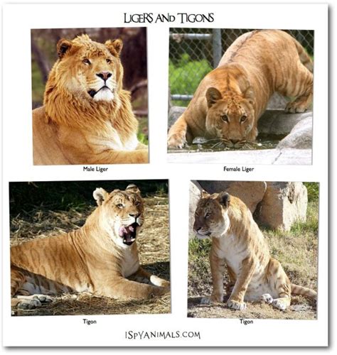 The liger and the tigon are half tiger and half lion. But to be a liger the mother has to be a ...