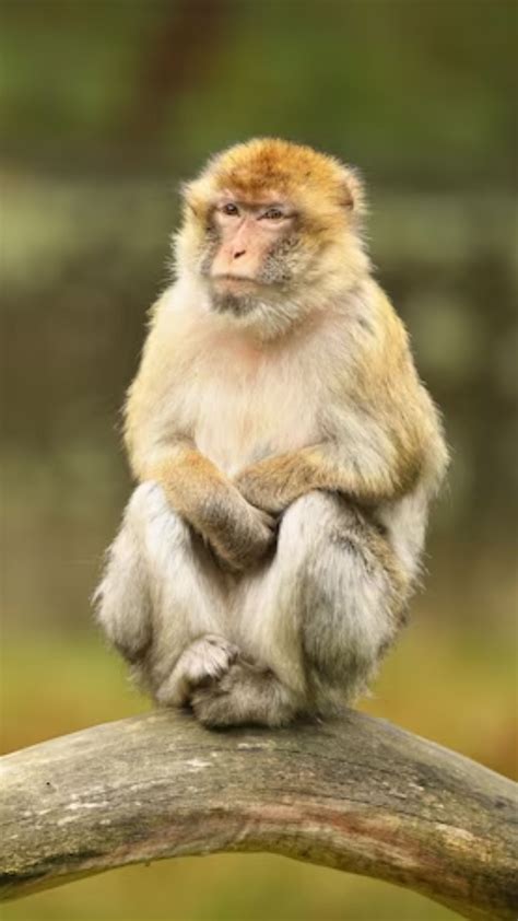 10 popular types of monkeys in the world