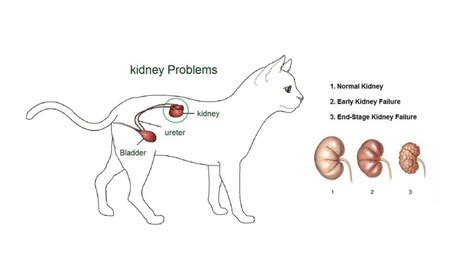 45 HQ Photos Cat Kidney Disease Stages Symptoms - SDMA Biomarker Can Detect Chronic Kidney ...