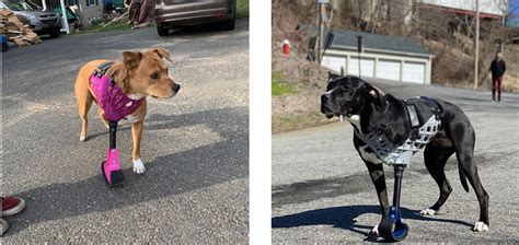 N.J. company making a name for itself with these adorable 3D prosthetic limbs for pets - nj.com