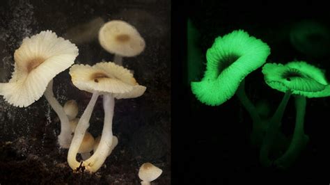 The Magical World of Bioluminescent Mushrooms