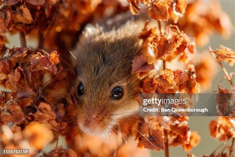 Wood Mouse Photos and Premium High Res Pictures - Getty Images