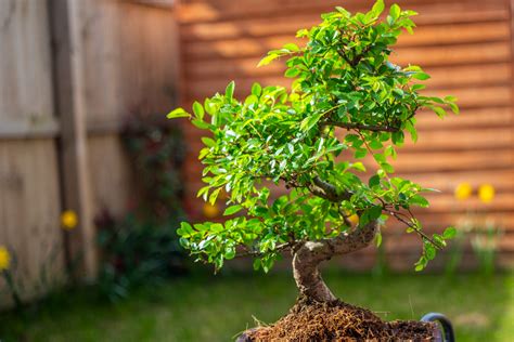 Bonsai Growing 101_ How to Take Care of Your Chinese Elm