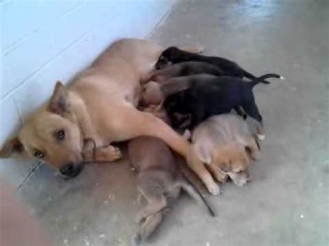 Coydog puppies - YouTube