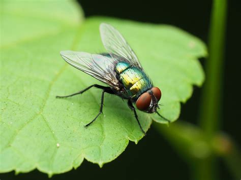 Maryland Biodiversity Project - Common Green Bottle Fly (Lucilia sericata)