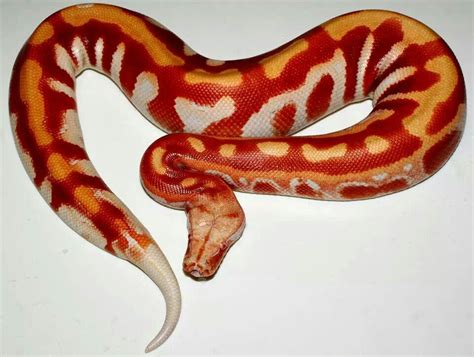 Stunning Albino Blood Python