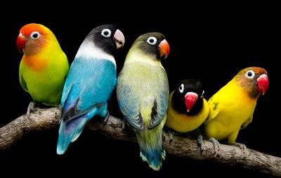 15 Types of Small Parrots (with Pictures)