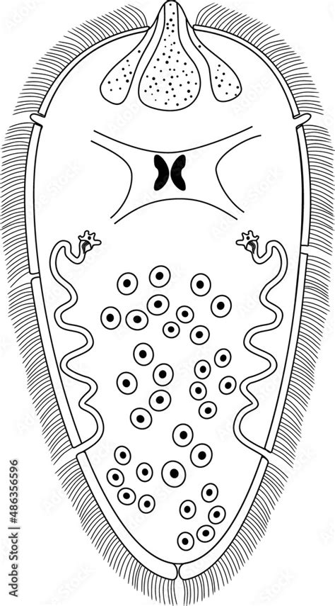 Fasciola Hepatica Miracidia