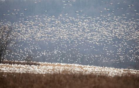 Snow geese at Middle Creek: One bird’s incredible journey - pennlive.com