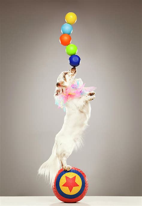 Performing Dog Balancing Balls On Nose Photograph by Karen Moskowitz ...