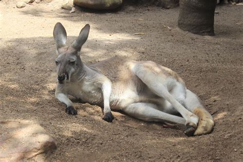 December 2017. Sydney, Australia. Taronga Zoo