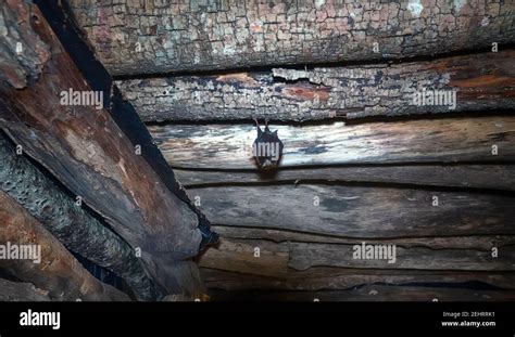 Greater horseshoe bat (Rhinolophus ferrumequinum) under the roof of an abandoned house. Nasal ...