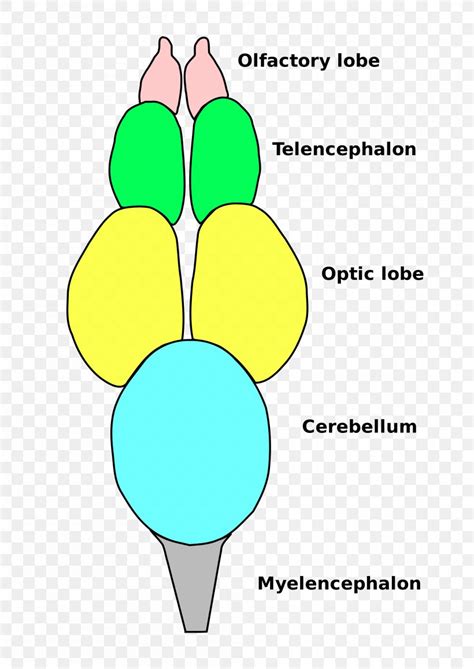 Yellow Brain Png - Find & download free graphic resources for brain. - Ajor Png