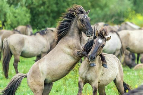 Wild Horses Fighting Photograph by Andrew Balcombe | Fine Art America