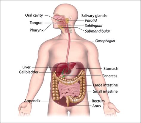 Gastrointestinal Tract Anatomy