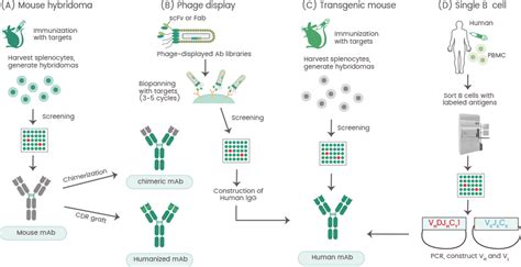 Advances in the development of antibody production