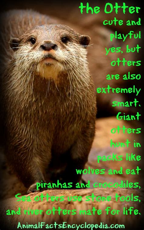 Otter Facts - Animal Facts Encyclopedia