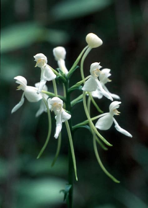 Platanthera integrilabia (White Fringeless Orchid): Go Orchids