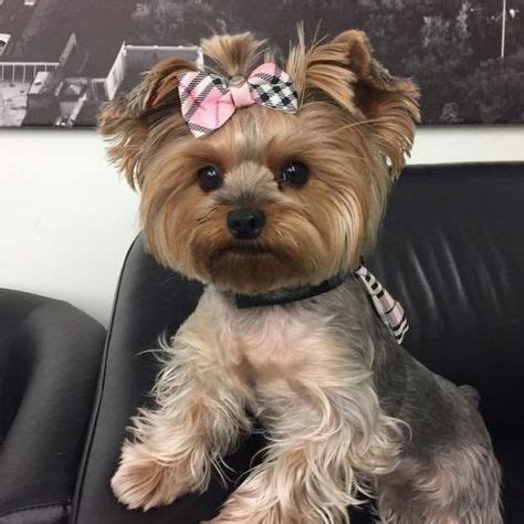 Love the hair bow on this Yorkie in 2020 | Yorkie haircuts, Yorkshire ...