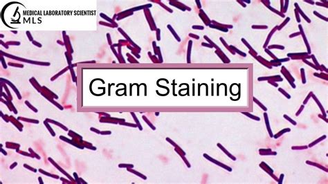 Gram staining is initially established by the physician Hans Christian ...