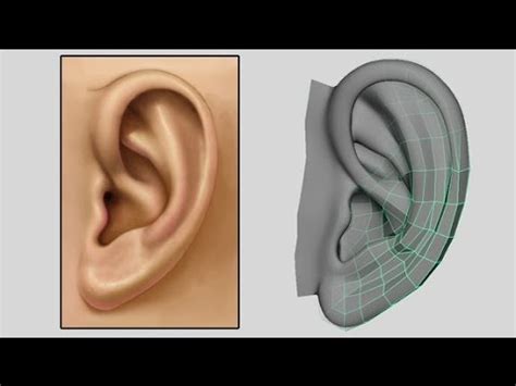 How to Model an Ear - Low Poly to Intermediate 3D Modeling Tutorial - Box Modeling - YouTube