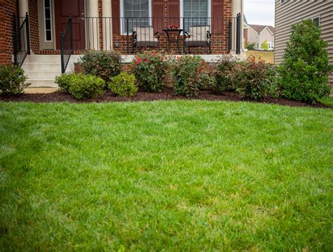 NaturaLawn of America vs. Natural Green: Lawn Care Service Comparison in Central & Southern MD