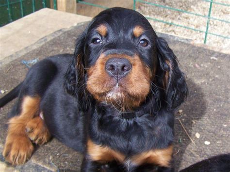 Gordon Setter Info, Temperament, Care, Training, Puppies, Pictures