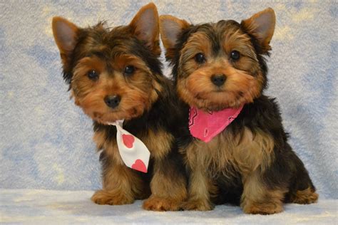 🔥 [50+] Yorkie Puppies Wallpapers | WallpaperSafari