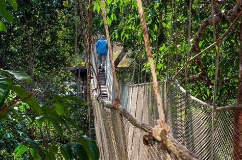 Erhöhte Hängebrücken für den Canopy … – Bild kaufen – 14092202 lookphotos