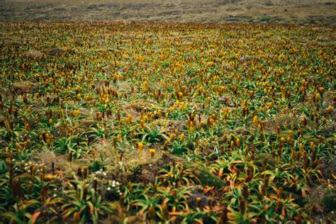 The raw and wild power of the remote Auckland Islands - Young Adventuress