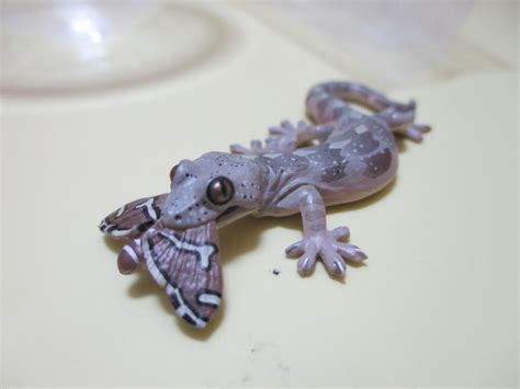 NATURE TECHNI COLOUR Lizard Gecko No.006 Schlegel's Japanese gecko Predation M