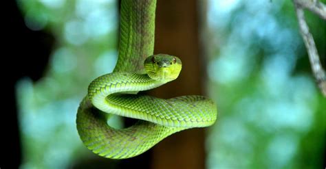 How to Tell if a Snake is Poisonous (By Color and More) - AZ Animals