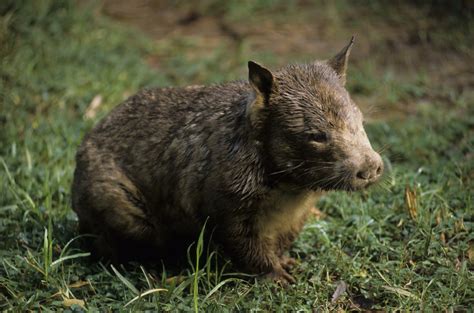 Baby Wombat 'Twerks' on Hiker's Pole in Tasmania Much to Everyone's ...