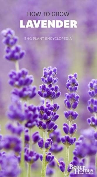 How to grow Lavender – Dan330
