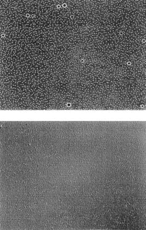 Micrographs of orange oil-in-water emulsion. A -Micrographs using... | Download Scientific Diagram