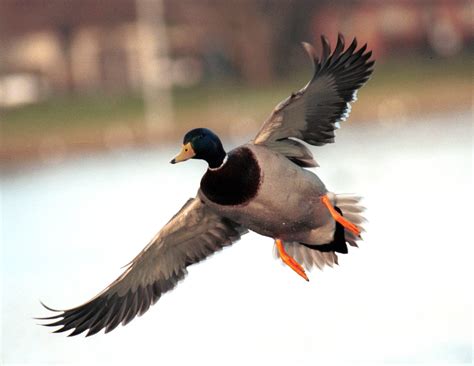 Male Mallard Duck in Flight