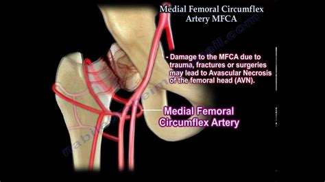 Medial Femoral Circumflex Artery - Everything You Need To Know - Dr. Nabil Ebraheim - YouTube