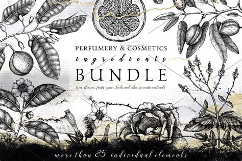 Perfumery Ingredients Bundle | How to draw hands, Perfumery, Hand sketch