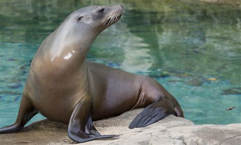 The North Pacific Sea Lions - Free photo on Pixabay - Pixabay