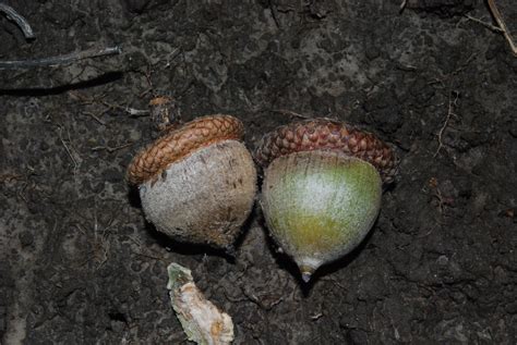 Northern Red Oak acorns | Devil's Lake Oak Forest Wisconsin … | Flickr