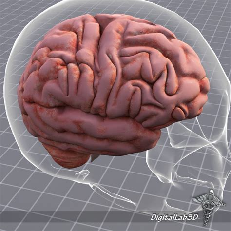 Human Brain Anatomy sulcus 3D model | CGTrader