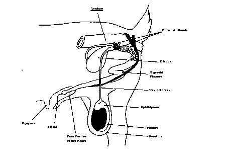 Crystalyx - On the Blog - Urinary Stones in Goats